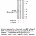 Product image for CATL2 (Cleaved-Leu114) Antibody