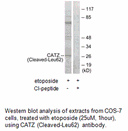 Product image for CATZ (Cleaved-Leu62) Antibody