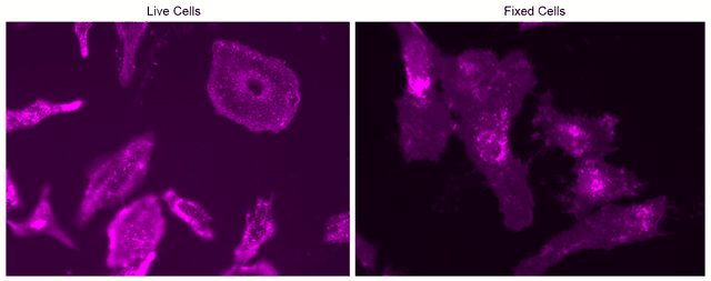 HeLa cells were stained with mFluor™ Violet 450-Wheat Germ Agglutinin (WGA) Conjugate at a concentration of 10 µg/mL for 30 minutes. Images were captured using a fluorescence microscope equipped with a Violet filter set.