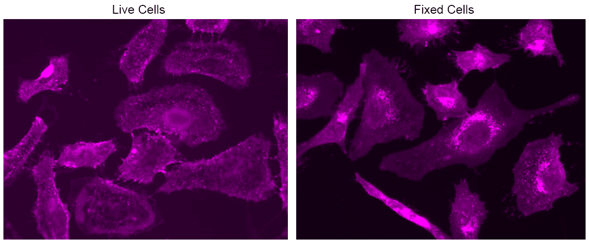 HeLa cells were stained with mFluor™ Violet 500-Wheat Germ Agglutinin (WGA) Conjugate at a concentration of 10 µg/mL for 30 minutes. Images were captured using a fluorescence microscope equipped with a Violet filter set.







