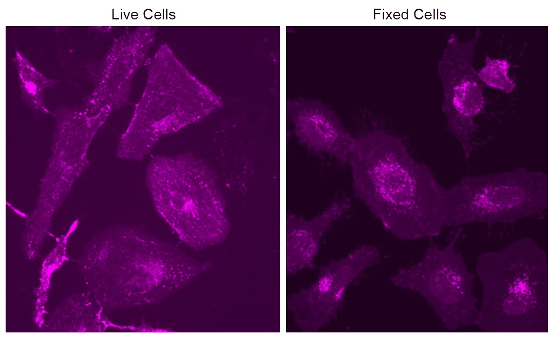 HeLa cells were stained with mFluor™ Violet 540-Wheat Germ Agglutinin (WGA) Conjugate at a concentration of 10 µg/mL for 30 minutes. Images were captured using a fluorescence microscope equipped with a Violet filter set.







