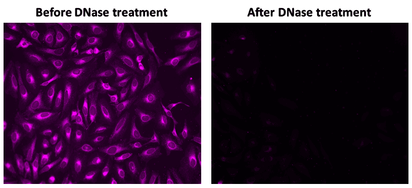 The fluorescence response of MitoDNA™ Red 610 (5 µM) in HeLa cells was assessed before and after DNase treatment. Fluorescence intensities were monitored using fluorescence microscopy.