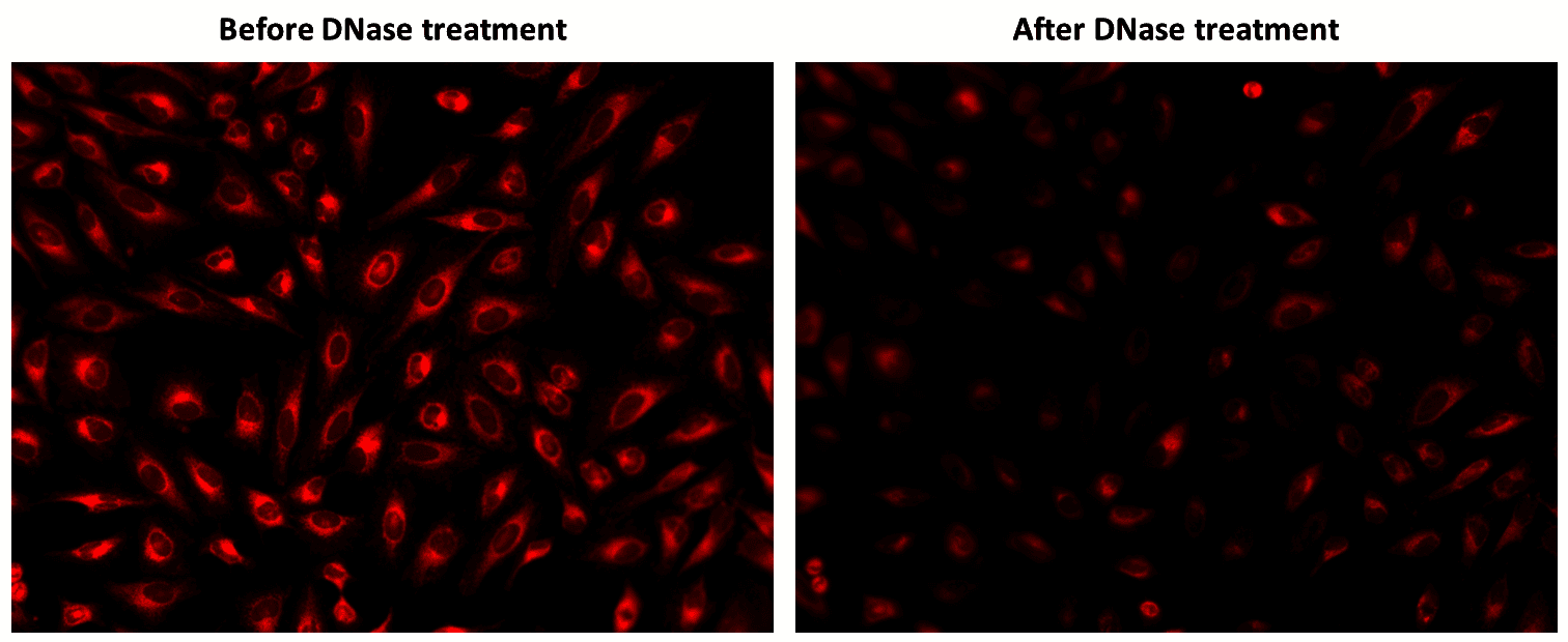 The fluorescence response of MitoDNA™ Red 680 (5 µM) in HeLa cells was assessed before and after DNase treatment. Fluorescence intensities were monitored using fluorescence microscopy.