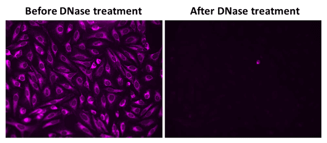 The fluorescence response of MitoDNA™ Red 710 (5 µM) was assessed in HeLa cells before and after DNase treatment (2 units/reaction) at 37°C for 1 hour. Fluorescence intensities were measured using a fluorescence microscope equipped with a Violet long-pass filter (450 nm emission long-pass filter).