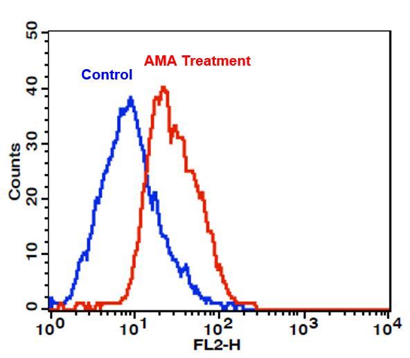 The detection of intracellular superoxide in Jurkat cells was performed using MitoROS™ 580. For the AMA treatment (Red), cells were treated with 50 µM Antimycin A (AMA) at 37°C for 30 minutes, followed by incubation with MitoROS™ 580 for 1 hour. For the control (Blue), cells were incubated with MitoROS™ 580 at 37°C for 1 hour without prior AMA treatment. The fluorescence signal was monitored using the FL2 channel of a BD FACSCalibur flow cytometer.