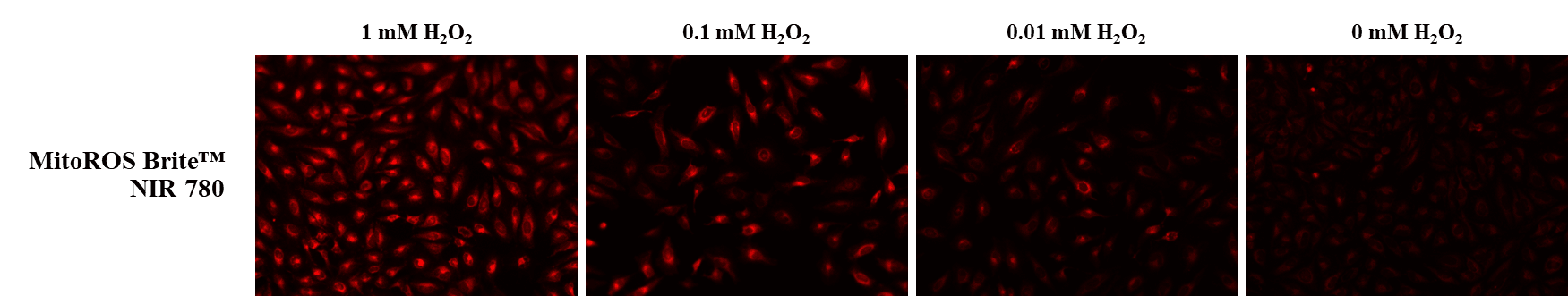 The fluorescence response of MitoROS Brite™ NIR 780 (0.5 µM) to varying concentrations of H2O2 in HeLa cells was assessed. Fluorescence intensities were monitored using a fluorescence microscope equipped with a Cy7 filter.