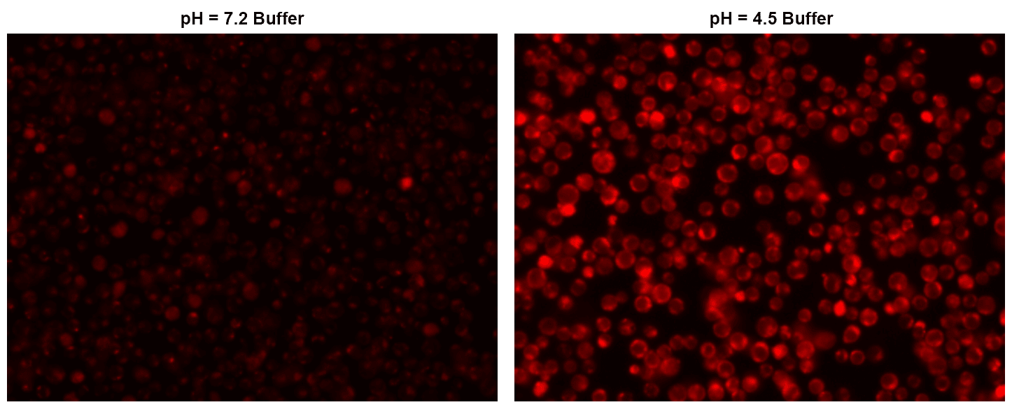 <b>Image of live Jurkat cells stained with Protonex Red 600, SE.</b> Live Jurkat cells were washed twice with HHBS, then stained with 10 µM Protonex Red 600, SE for 30 minutes. Subsequently, the cells were washed again with HHBS and resuspended in either pH 4.5 buffer or pH 7.2 buffer. Images were captured on a fluorescence microscope equipped with a TRITC filter set.




