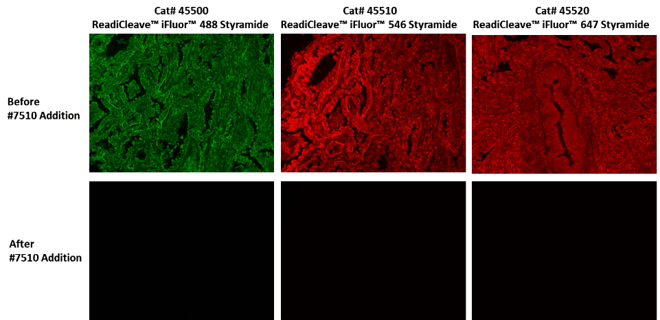 Fluorescence imaging for the detection of EpCAM in lung adenocarcinoma was conducted using ReadiCleave™ iFluor® 488 Styramide (Cat# 45500), ReadiCleave™ iFluor® 546 Styramide (Cat# 45510), and ReadiCleave™ iFluor® 647 Styramide (Cat# 45520). Images were captured both before and after treatment with ReadiCleave™ AML Cleavage Buffer, providing comparative insights into the effectiveness of the cleavage buffer treatment.