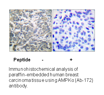 Product image for AMPK1 (Ab-174) Antibody