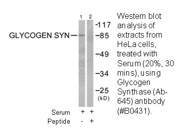 Product image for Glycogen Synthase (Ab-645) Antibody