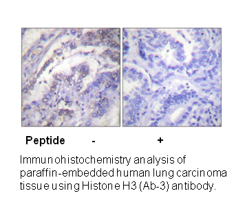 Product image for Histone H3 (Ab-3) Antibody