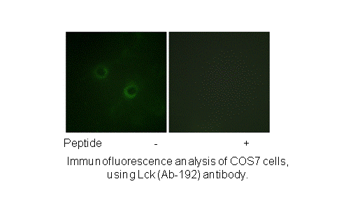 Product image for Lck (Ab-192) Antibody