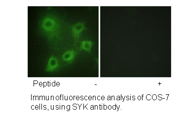 Product image for SYK (Ab-323) Antibody