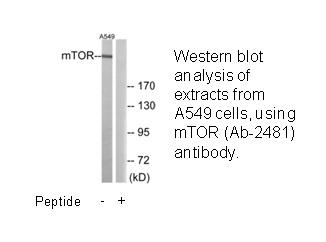 Product image for mTOR (Ab-2481) Antibody