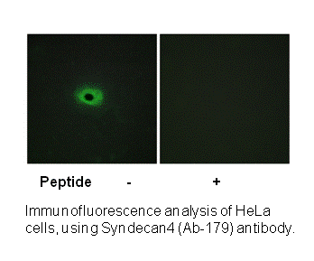 Product image for Syndecan4 (Ab-179) Antibody