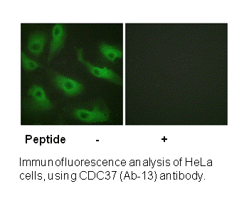 Product image for CDC37 (Ab-13) Antibody