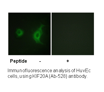 Product image for KIF20A (Ab-528) Antibody