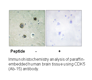 Product image for CDK5 (Ab-15) Antibody