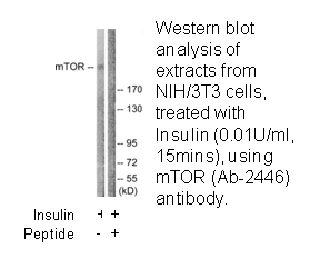 Product image for mTOR (Ab-2446) Antibody