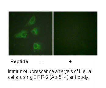 Product image for DRP-2 (Ab-514) Antibody