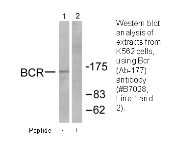 Product image for Bcr (Ab-177) Antibody