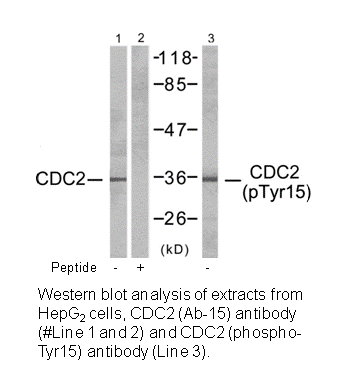 Product image for CDC2 (Ab-15) Antibody