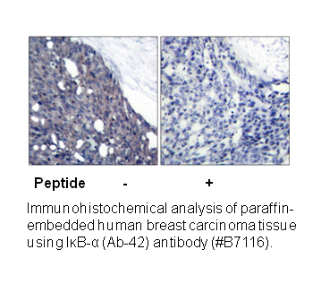 Product image for I&kappa;B-&alpha; (Ab-42) Antibody