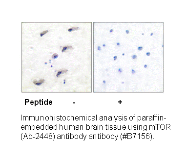 Product image for mTOR (Ab-2448) Antibody