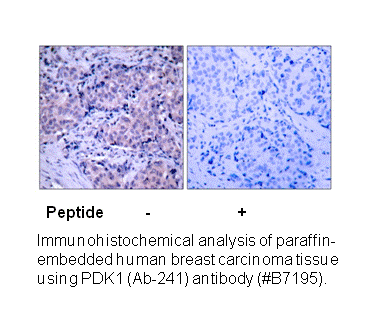 Product image for PDK1 (Ab-241) Antibody