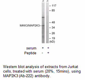 Product image for MAP2K3 (Ab-222) Antibody