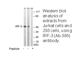 Product image for IRF-3 (Ab-386) Antibody