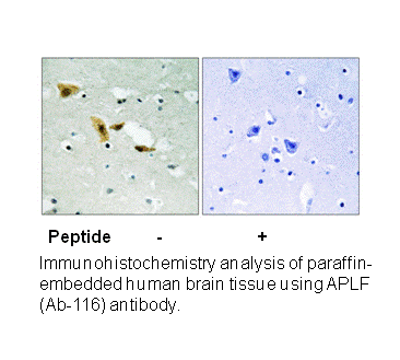 Product image for APLF (Ab-116) Antibody