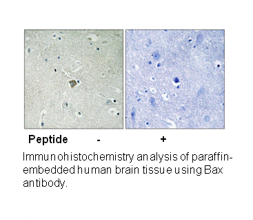 Product image for Bax (Ab-184) Antibody