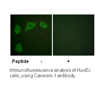 Product image for Caveolin-1 Antibody