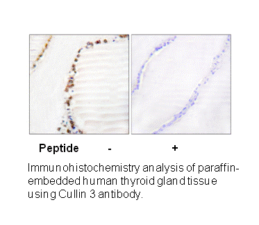 Product image for Cullin 3 Antibody