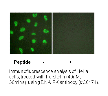 Product image for DNA-PK Antibody