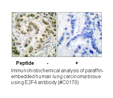 Product image for E2F4 Antibody