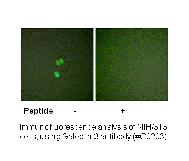 Product image for Galectin 3 Antibody