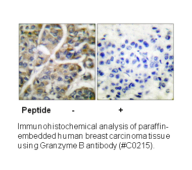 Product image for Granzyme B Antibody