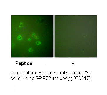 Product image for GRP78 Antibody