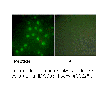 Product image for HDAC9 Antibody