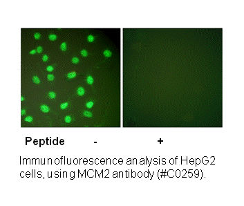 Product image for MCM2 Antibody