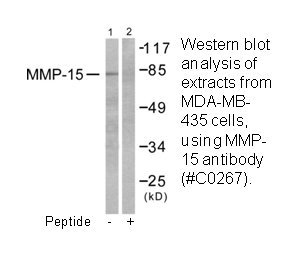 Product image for MMP-15 Antibody