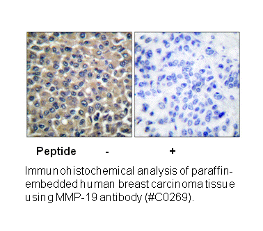 Product image for MMP-19 Antibody