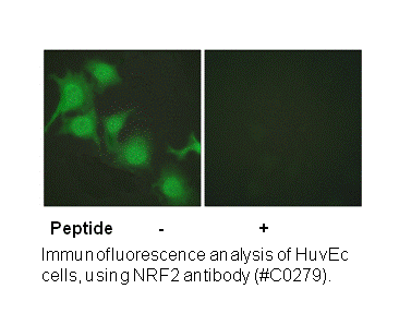 Product image for Nrf2 Antibody