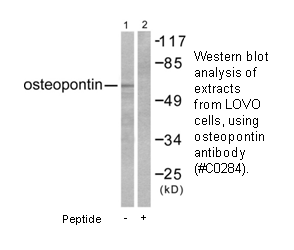 Product image for Osteopontin Antibody