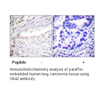 Product image for Uba2 Antibody