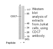 Product image for CDC7 Antibody