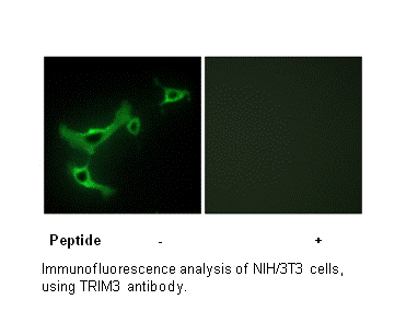 Product image for TRIM3 Antibody