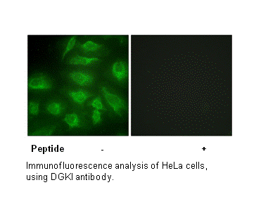 Product image for DGKI Antibody